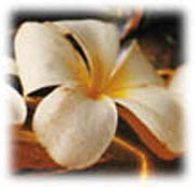 orchid